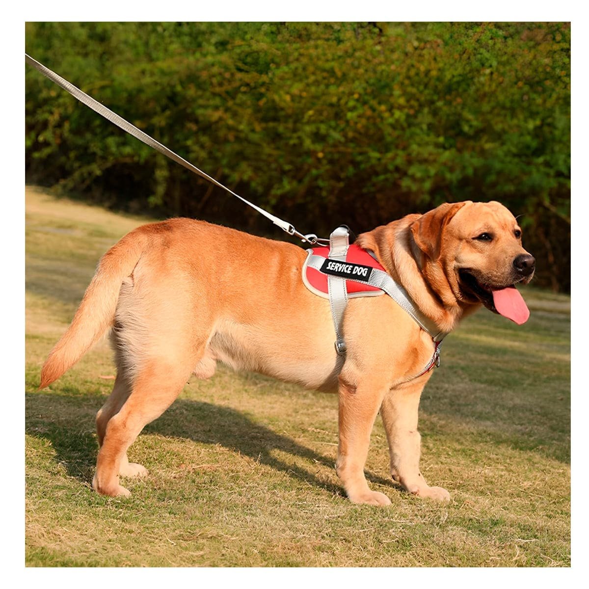 PACK6 PECHERA COMODA SERVICE DOG TALLA XL ROJO CON ASA Y+REGALO STICKER - 5