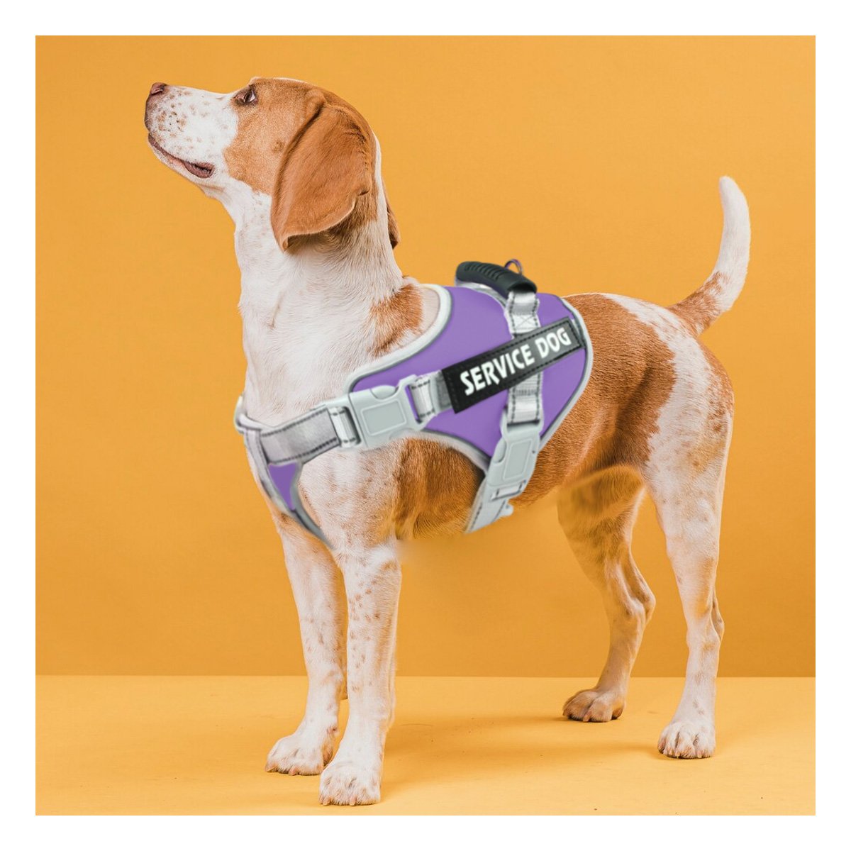 PACK2 HARNESS AJUSTABLE SERVICE DOG TALLA L MORADO CON ASA Y+PAPEL REGALO - 5