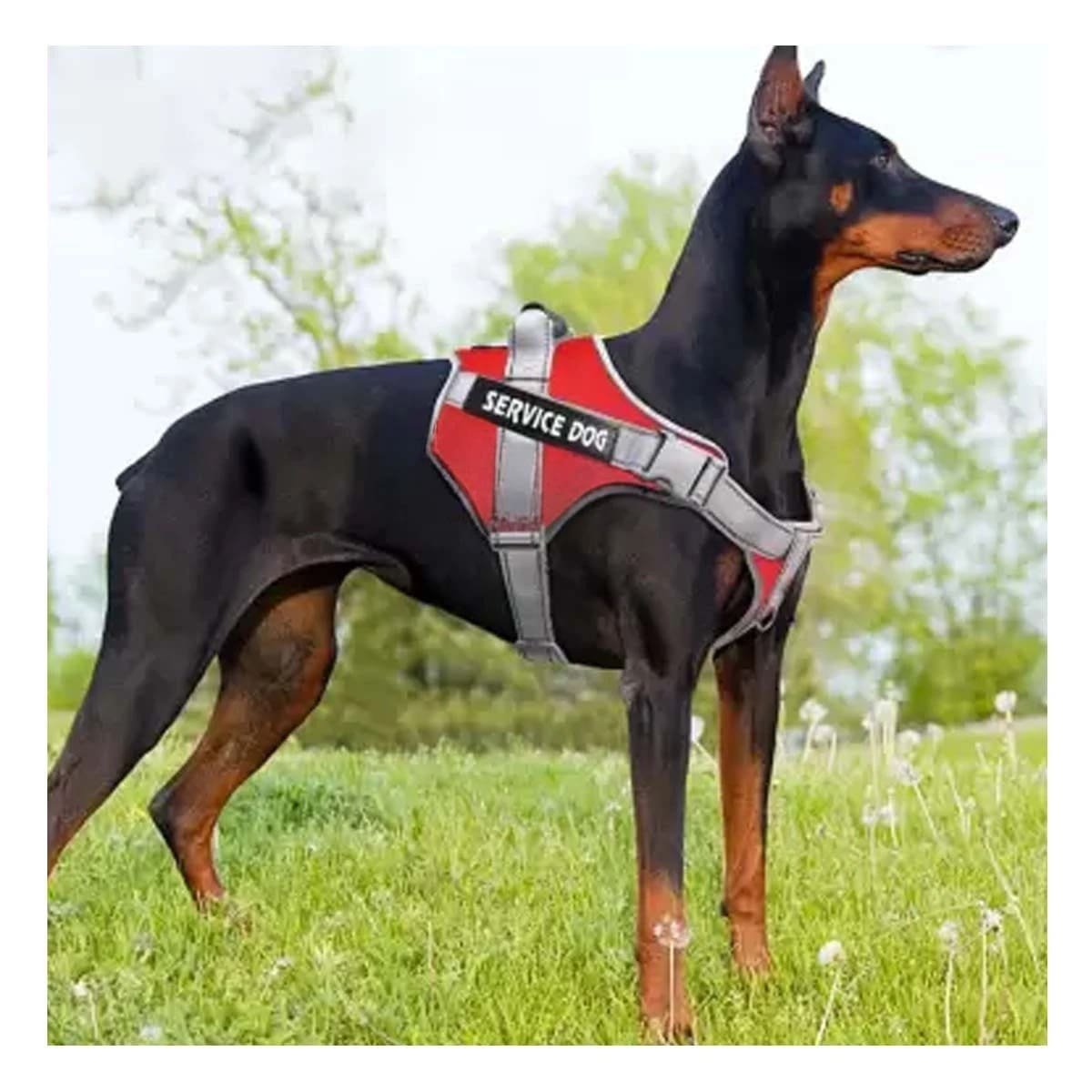 PACK4 ARNES RESISTENTE SERVICE DOG TALLA L ROJO CON ASA Y+PAPEL REGALO - 2