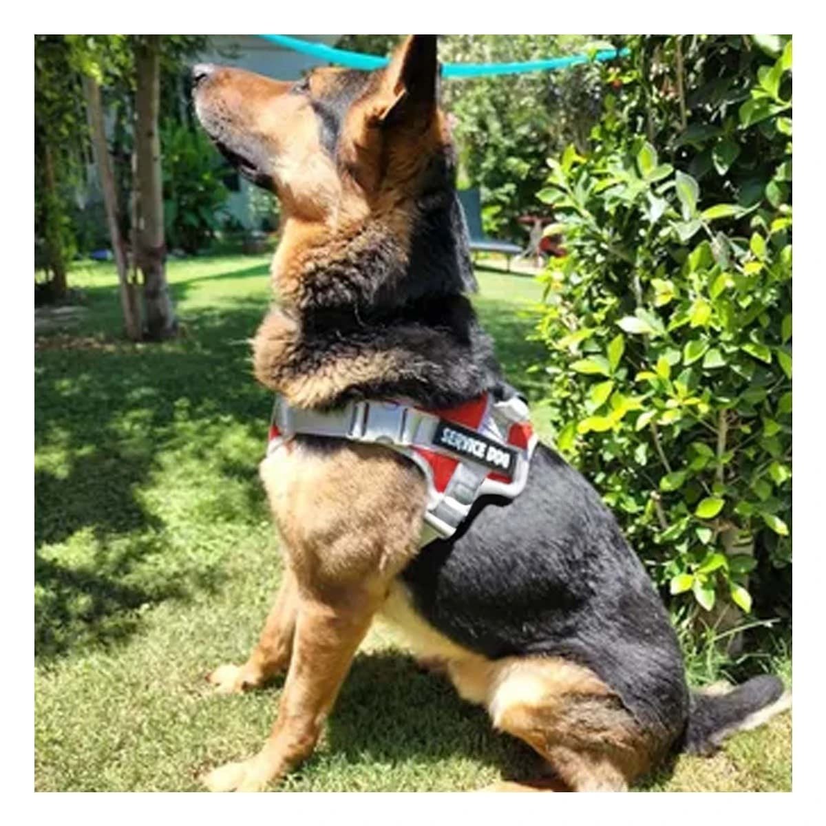 PACK4 ARNES RESISTENTE SERVICE DOG TALLA L ROJO CON ASA Y+PAPEL REGALO - 5