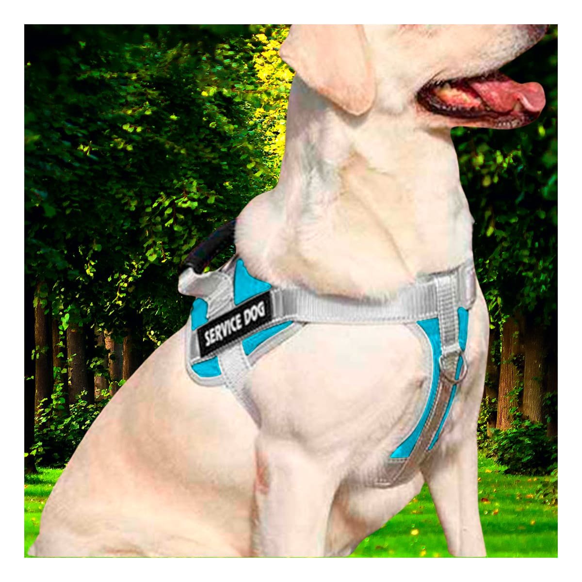 PACK2 CHALECO AJUSTABLE SERVICE DOG TALLA L TURQUEZA CON ASA - 3