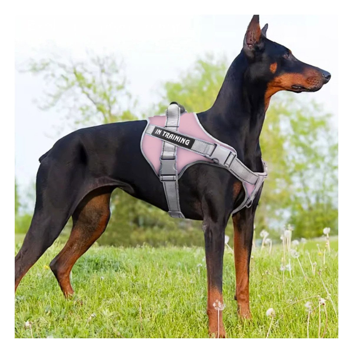 PETO PROFESIONAL SERVICE DOG TALLA L ROSADO CLARO CON ASA Y+REGALO STICKER - 2