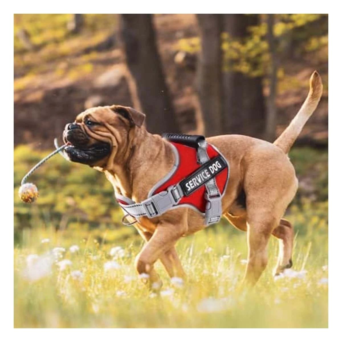 PACK6 HARNESS RESISTENTE SERVICE DOG TALLA L ROJO CON ASA - 3