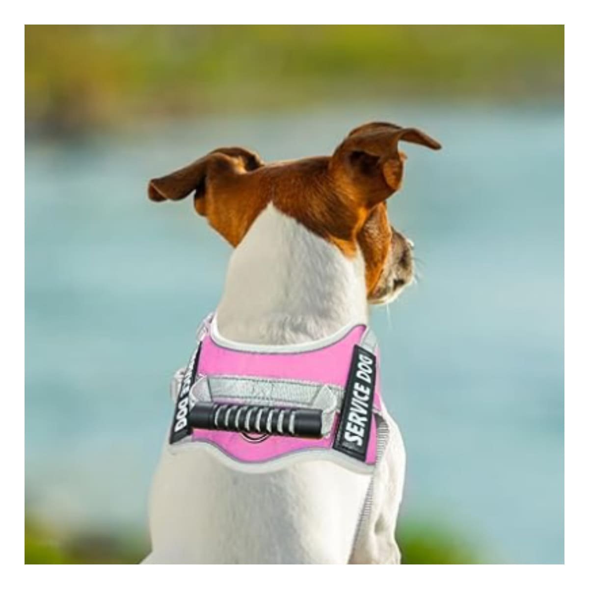 PACK2 PETO AJUSTABLE SERVICE DOG TALLA XL FUCSIA CON ASA Y+REGALO STICKER - 5