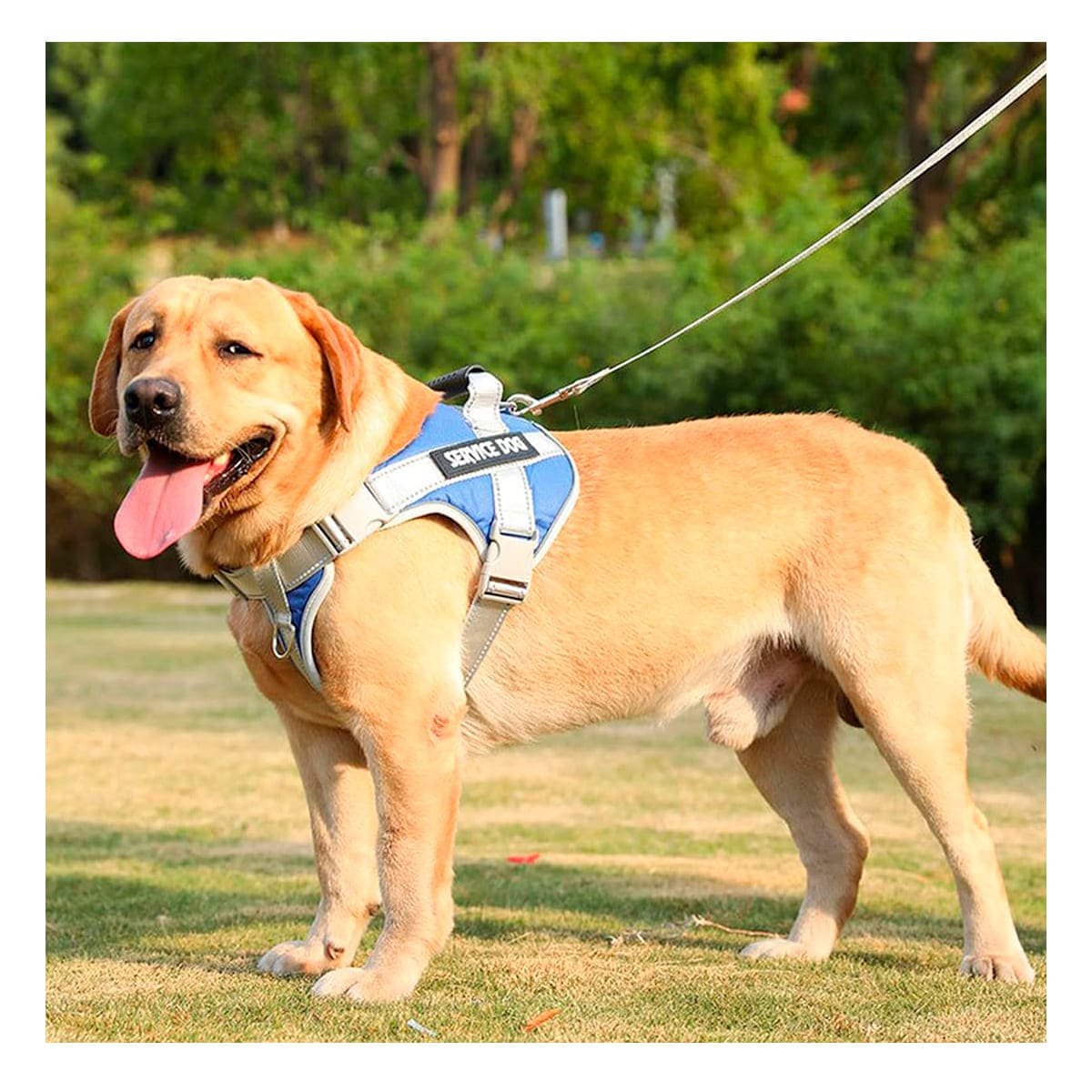 PACK2 CHALECO AJUSTABLE SERVICE DOG TALLA XL AZUL CON ASA - 2