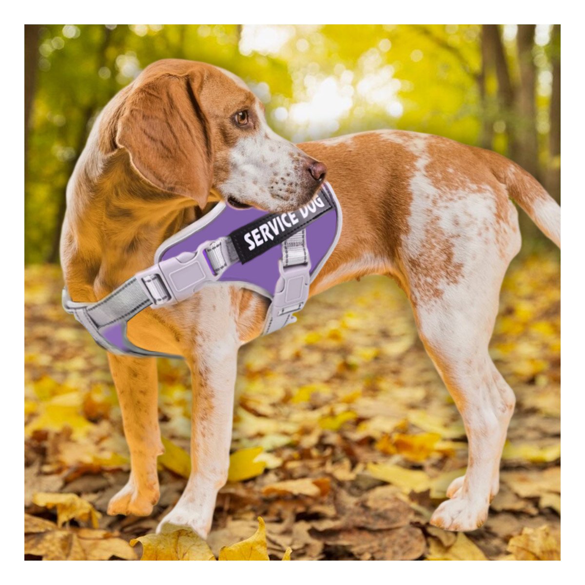 PACK6 PETO RESISTENTE SERVICE DOG TALLA L MORADO CON ASA Y+PAPEL REGALO - 2