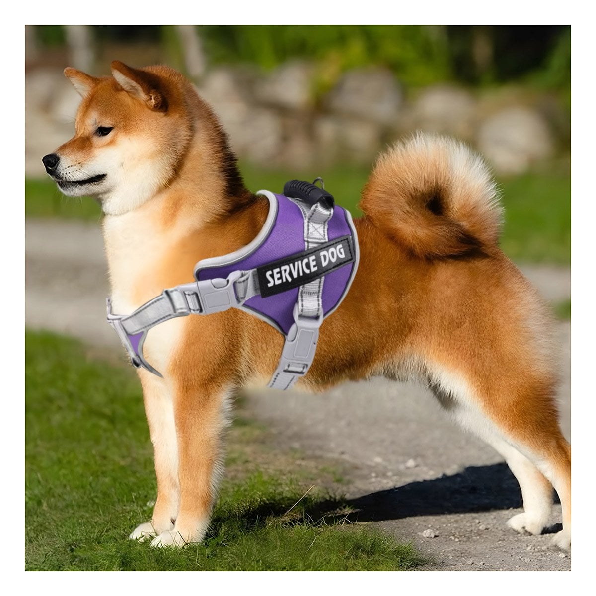 PECHERA AJUSTABLE SERVICE DOG TALLA L MORADO CON ASA Y+LIGAS REGALO - 2