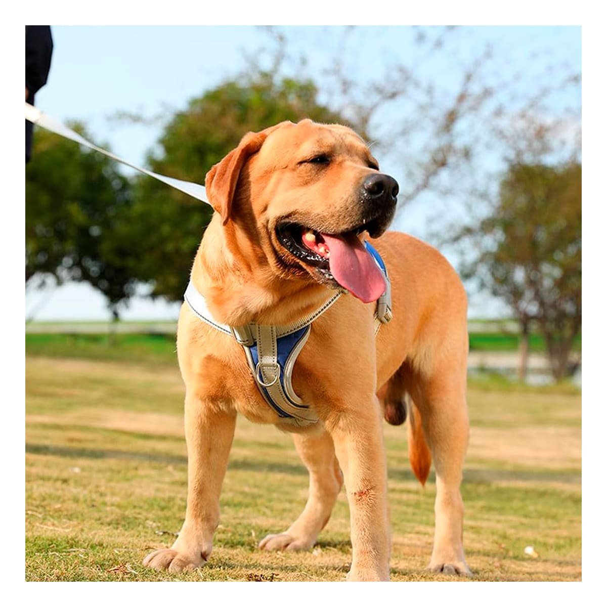 PACK4 CHALECO RESISTENTE SERVICE DOG TALLA XL AZUL CON ASA Y+REGALO STICKER - 3