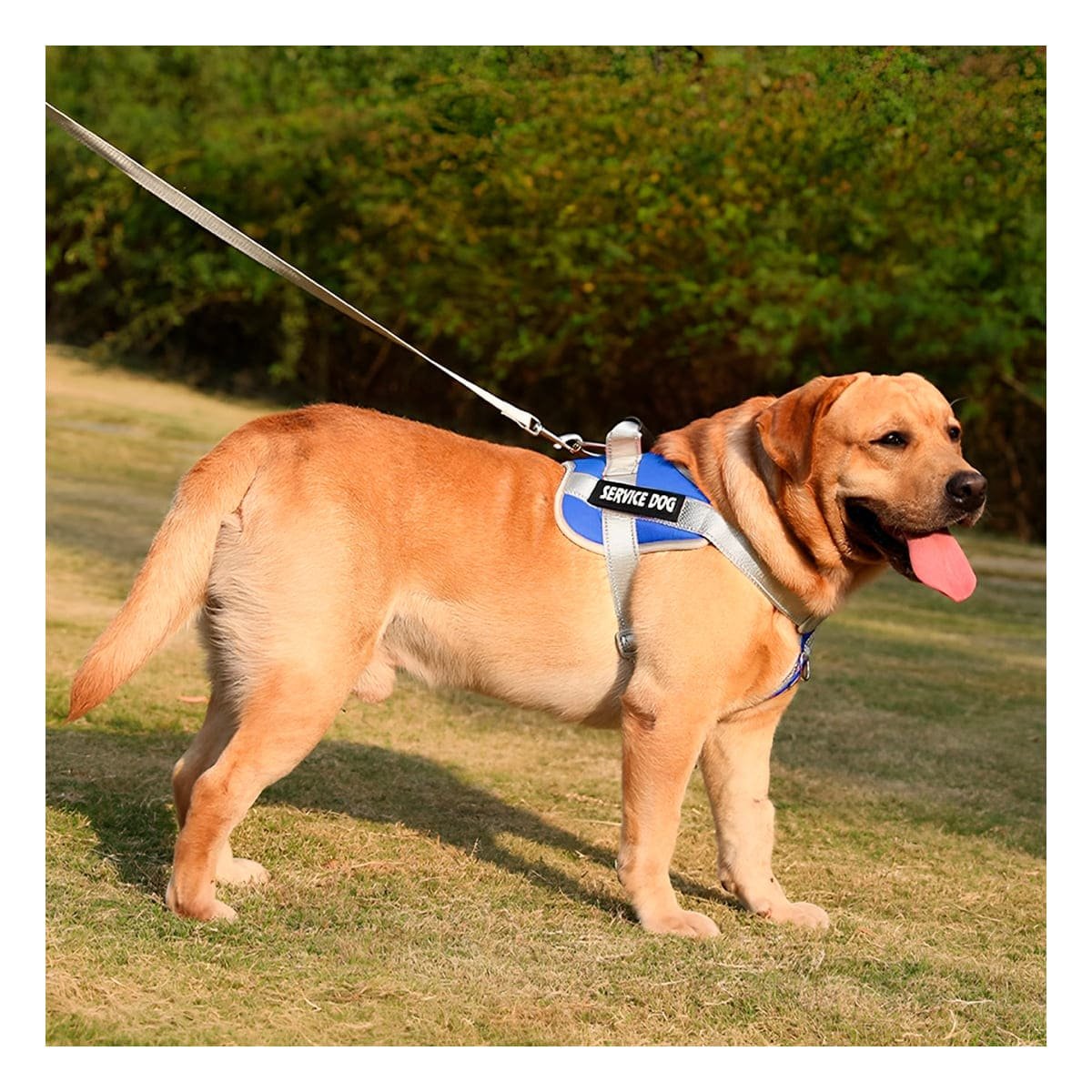 PACK4 PECHERA RESISTENTE SERVICE DOG TALLA XL AZUL CON ASA - 5