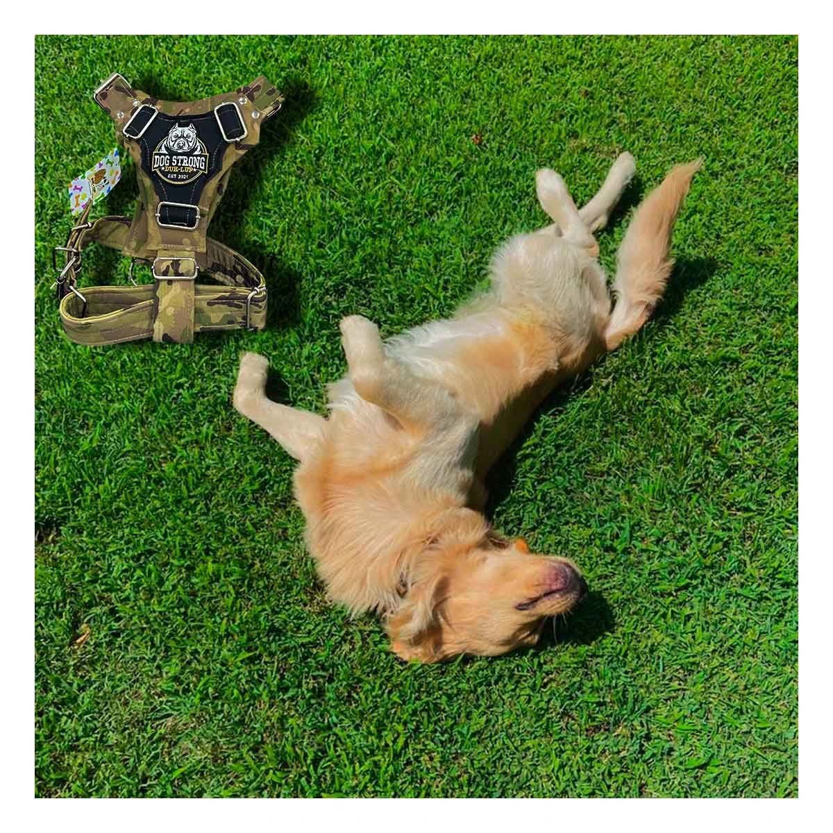 PETO PARA PERRO DOG STRONG VERDE CLARO TALLA M FIRME Y RESISTENTE - 1