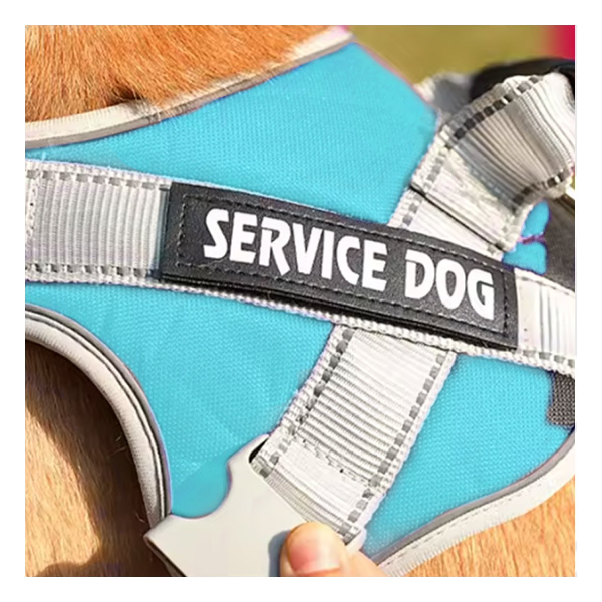 PACK2 HARNESS AJUSTABLE SERVICE DOG TALLA XS TURQUEZA CON ASA Y+PAPEL REGALO - 2