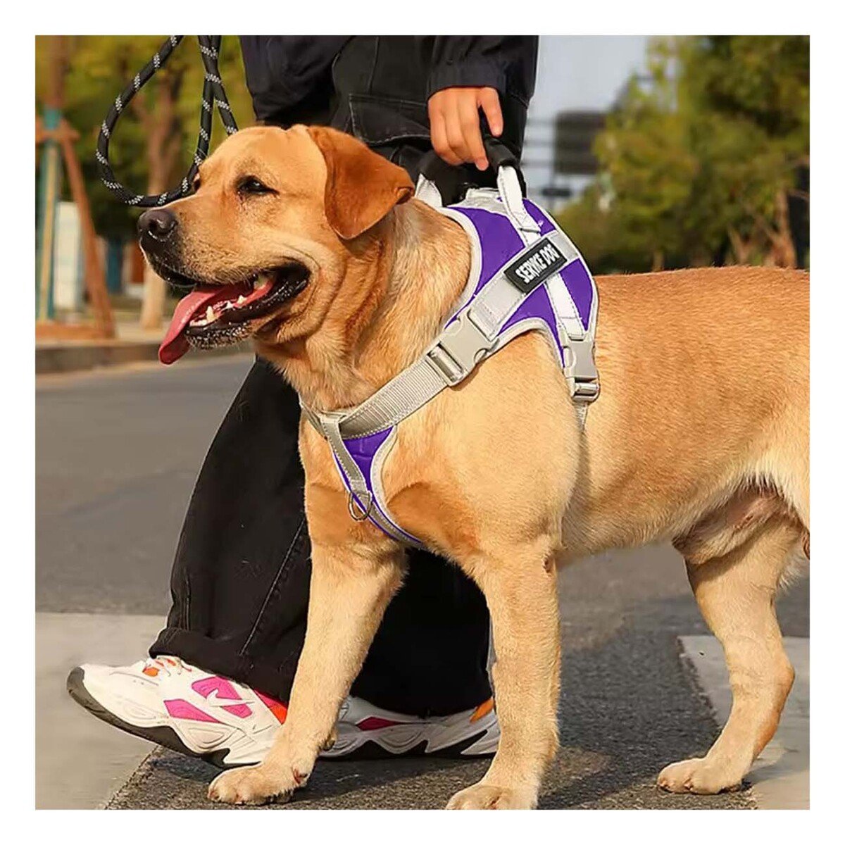 PACK4 PECHERA RESISTENTE SERVICE DOG TALLA XL MORADO CON ASA - 2