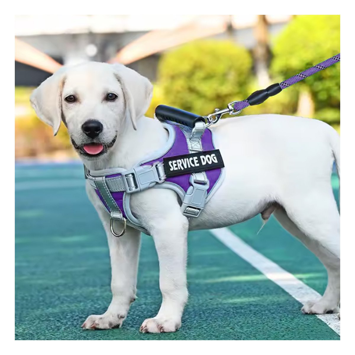 PACK2 HARNESS AJUSTABLE SERVICE DOG TALLA XS MORADO CON ASA Y+PAPEL REGALO - 2