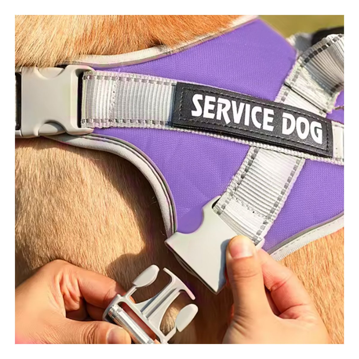 PACK2 PETO AJUSTABLE SERVICE DOG TALLA XS MORADO CON ASA Y+REGALO STICKER - 3