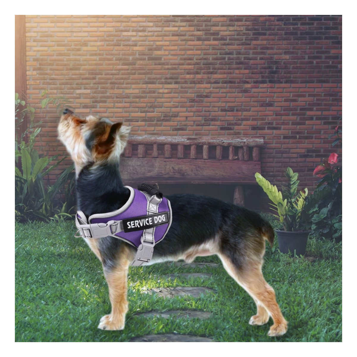 PACK6 HARNESS RESISTENTE SERVICE DOG TALLA XS MORADO CON ASA - 5