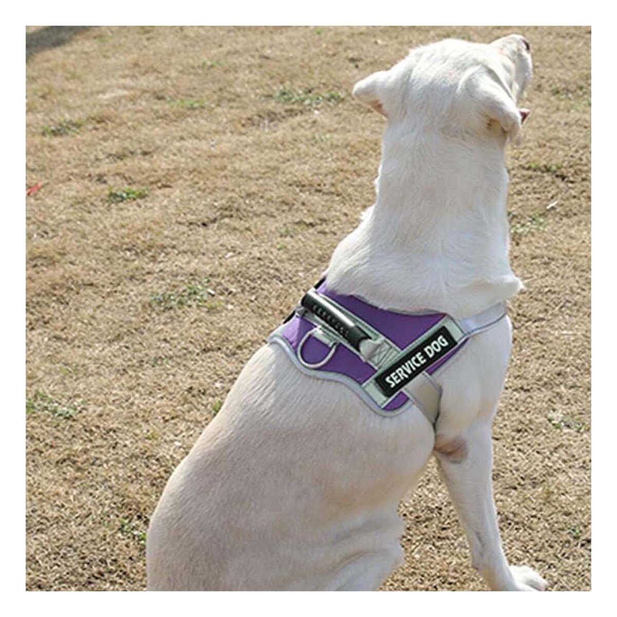 PACK6 PECHERA COMODA SERVICE DOG TALLA XL MORADO CON ASA Y+REGALO STICKER - 3