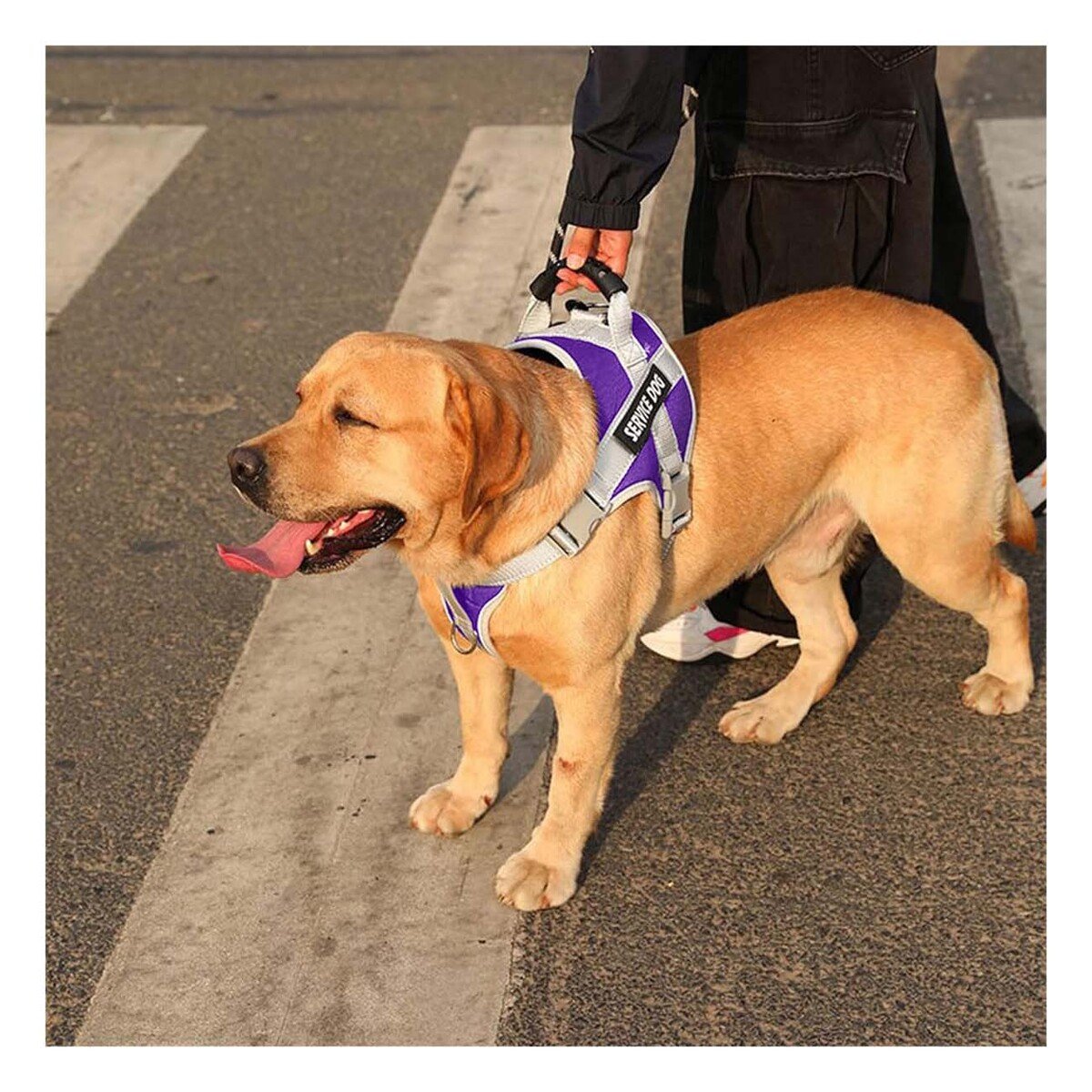 PACK6 PECHERA COMODA SERVICE DOG TALLA XL MORADO CON ASA Y+REGALO STICKER - 5