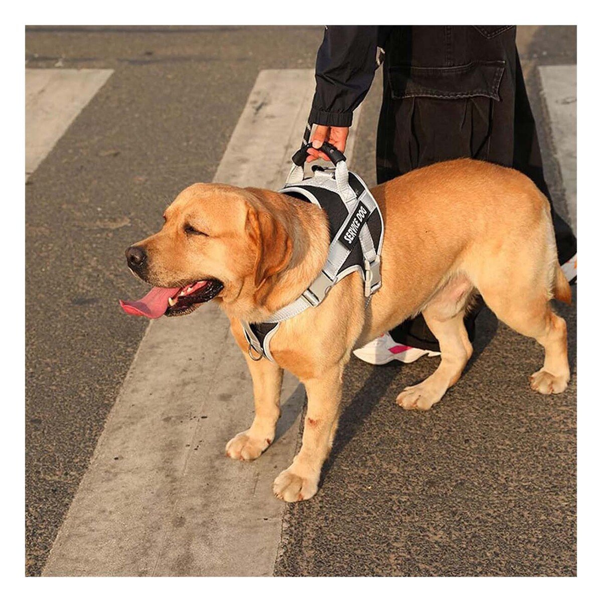 CHALECO PROFESIONAL SERVICE DOG TALLA XS NEGRO CON ASA - 2