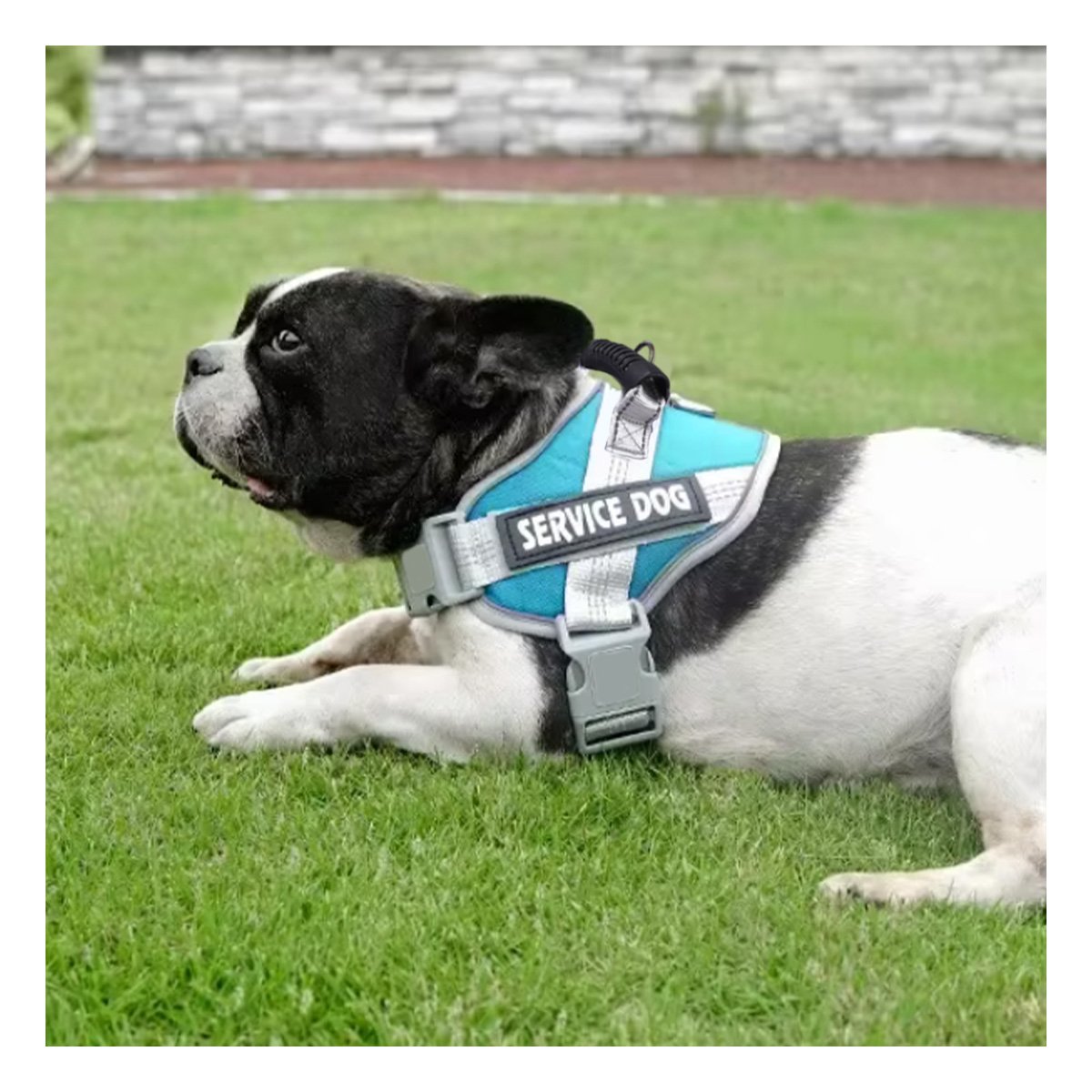 HARNESS PROFESIONAL SERVICE DOG TALLA XS TURQUEZA CON ASA Y+PAPEL REGALO - 5