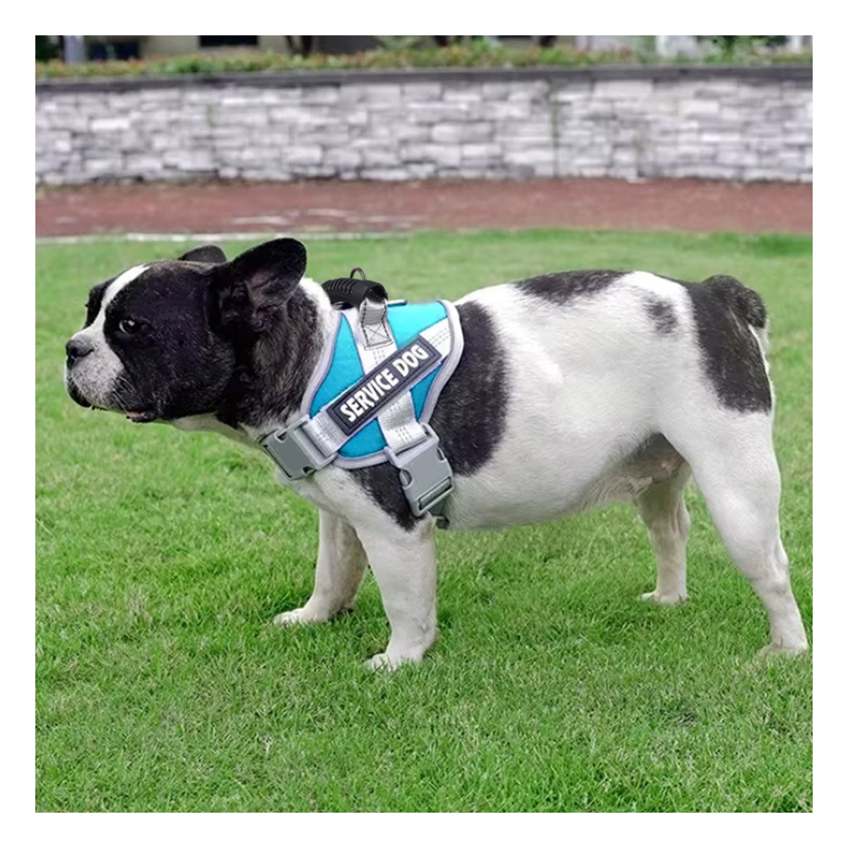 PACK6 HARNESS RESISTENTE SERVICE DOG TALLA XS TURQUEZA CON ASA - 3