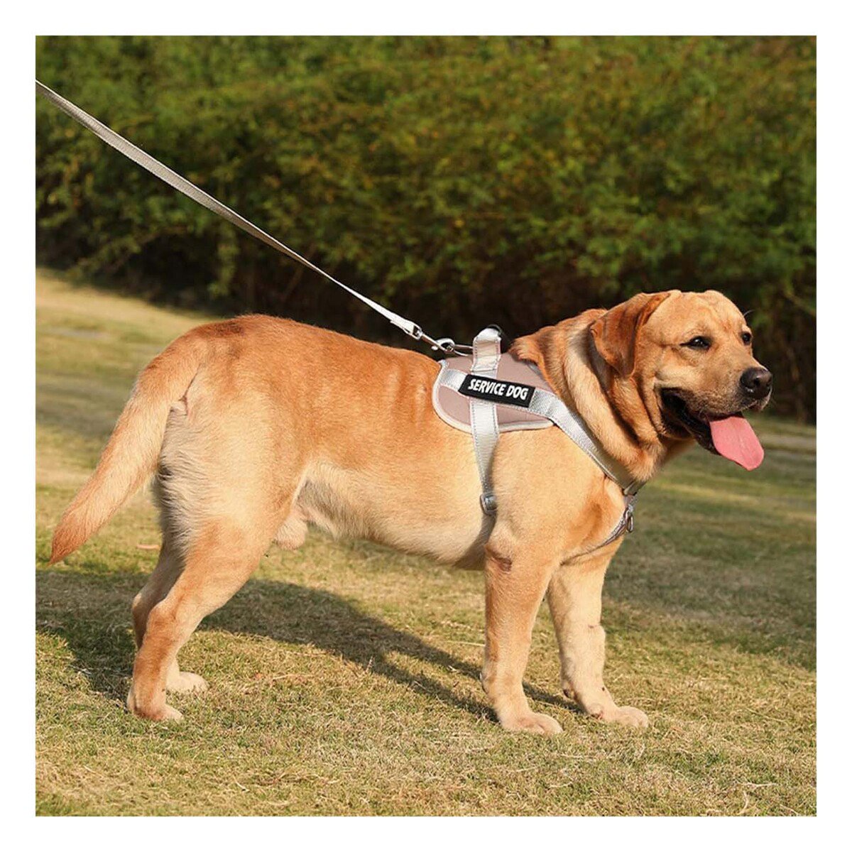 PACK6 PECHERA COMODA SERVICE DOG TALLA XS MARRON CON ASA Y+REGALO STICKER - 3