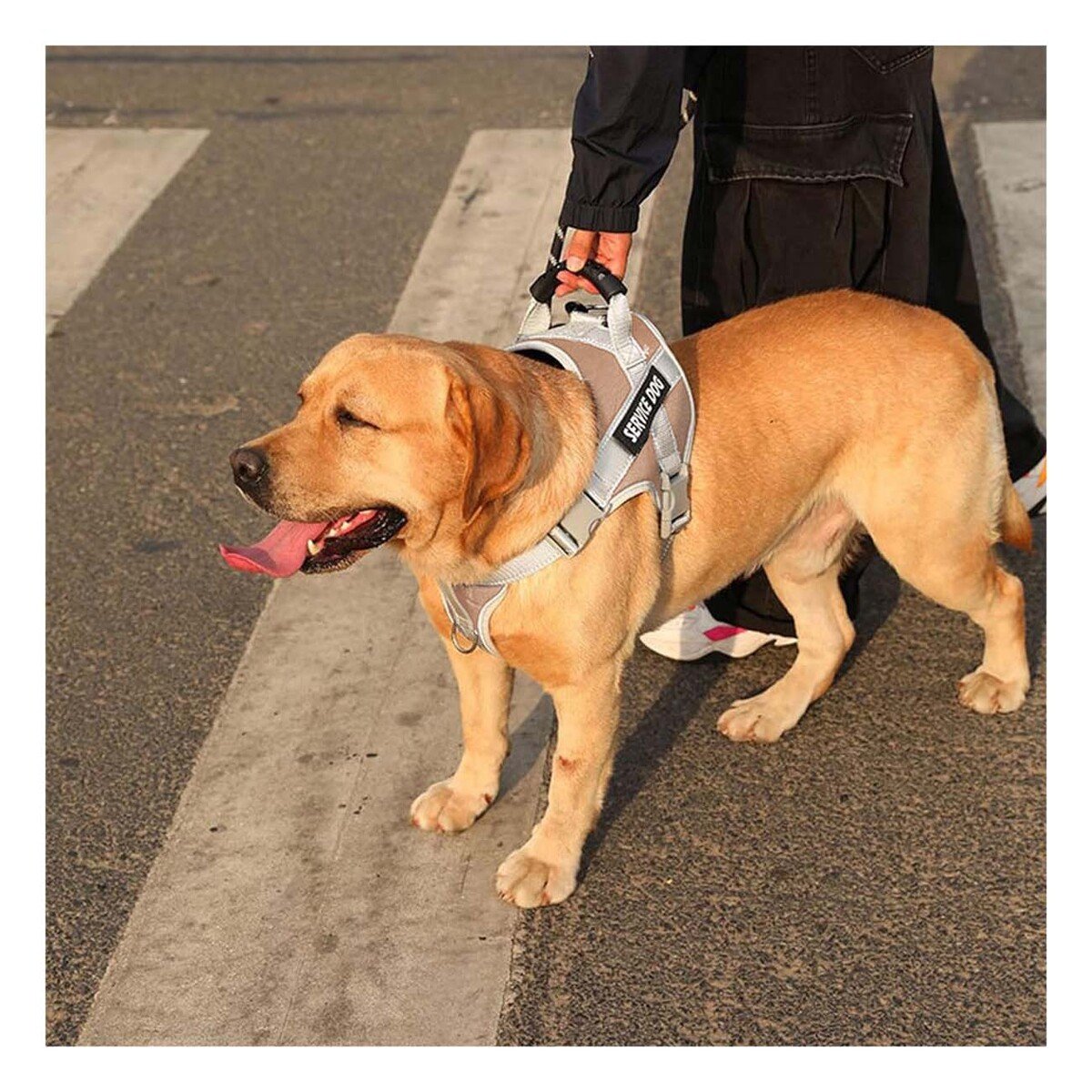 PACK6 PECHERA COMODA SERVICE DOG TALLA XS MARRON CON ASA Y+REGALO STICKER - 5