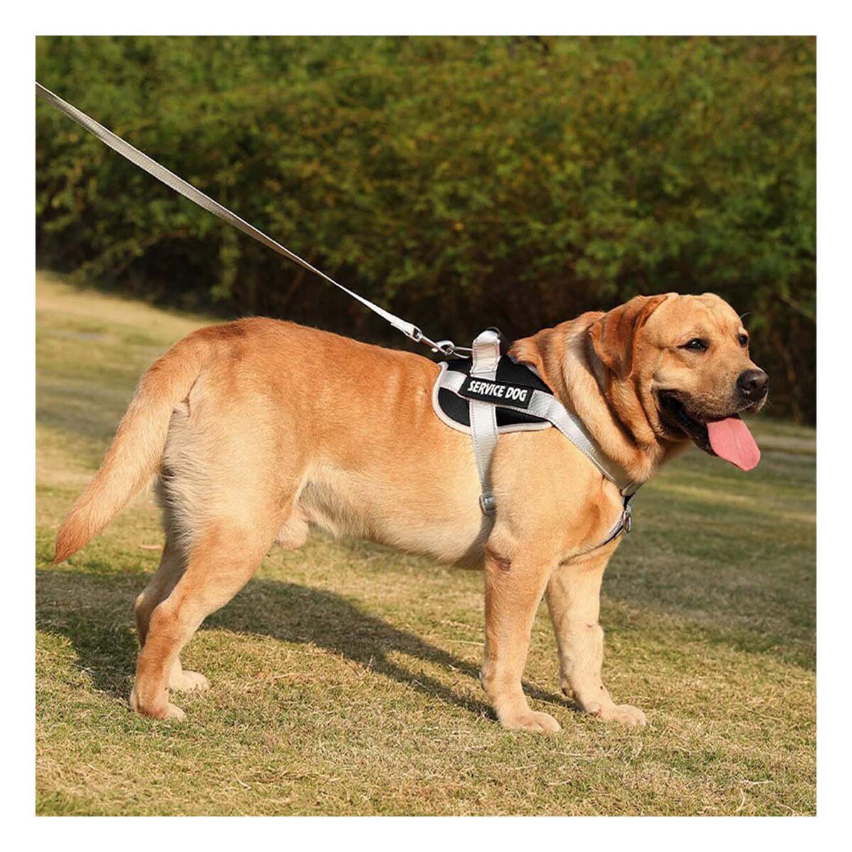 HARNESS PROFESIONAL SERVICE DOG TALLA XS NEGRO CON ASA Y+PAPEL REGALO - 5