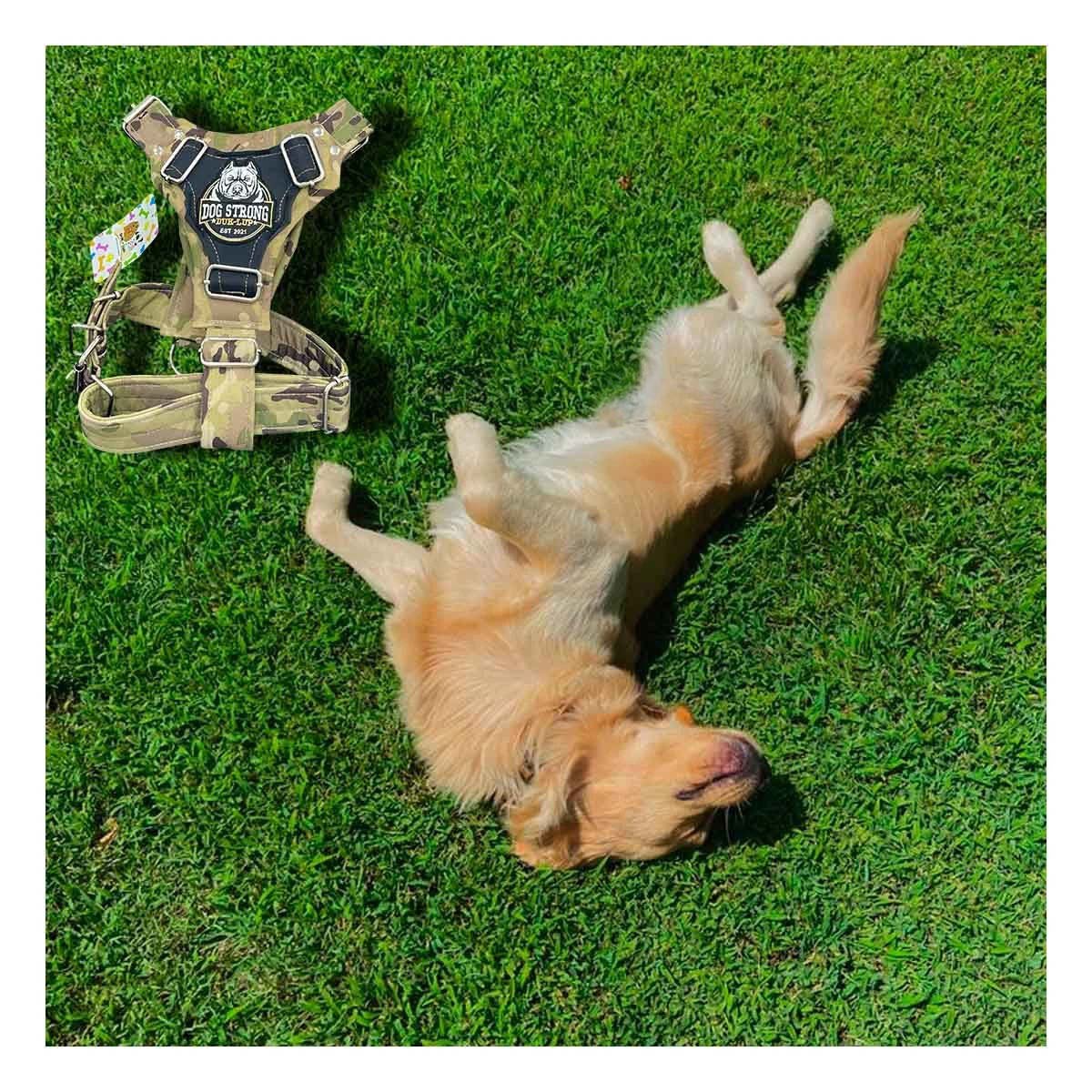 PECHERA RESISTENTE DOG STRONG VERDE CLARO TALLA L PARA USO DIARIO Y+POST IT - 1