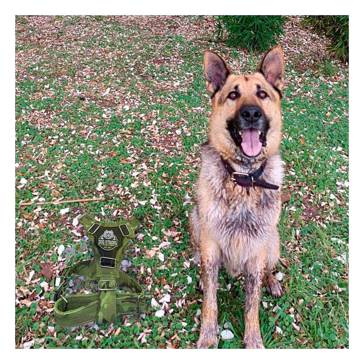 PACK4 PETO CANINO DOG STRONG VERDE OSCURO TALLA M RESISTENTE Y SEGURO - 5