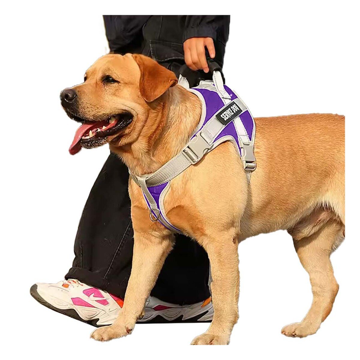 PACK4 ARNES RESISTENTE SERVICE DOG TALLA XL MORADO CON ASA Y+PAPEL REGALO - 3