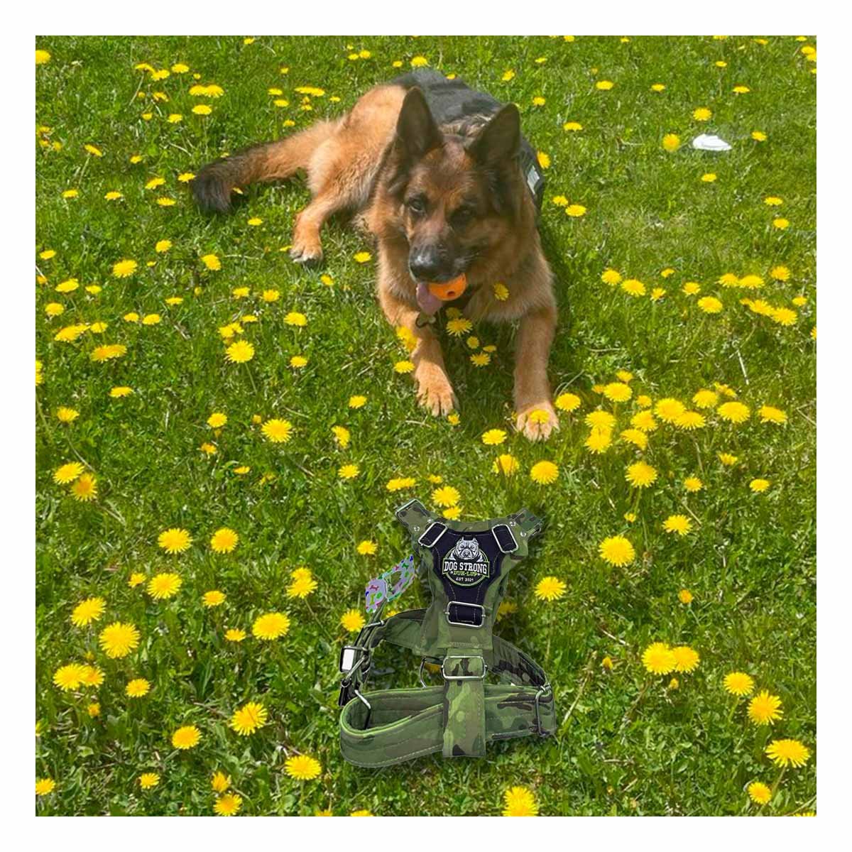PACK2 SOPORTE PARA PERRO DOG STRONG VERDE OSCURO TALLA M SEGURO Y COMODO - 5