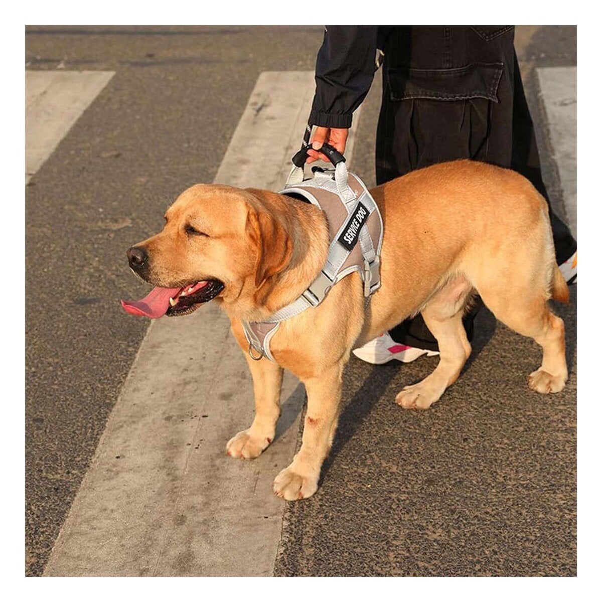 CHALECO PROFESIONAL SERVICE DOG TALLA XS MARRON CON ASA - 2