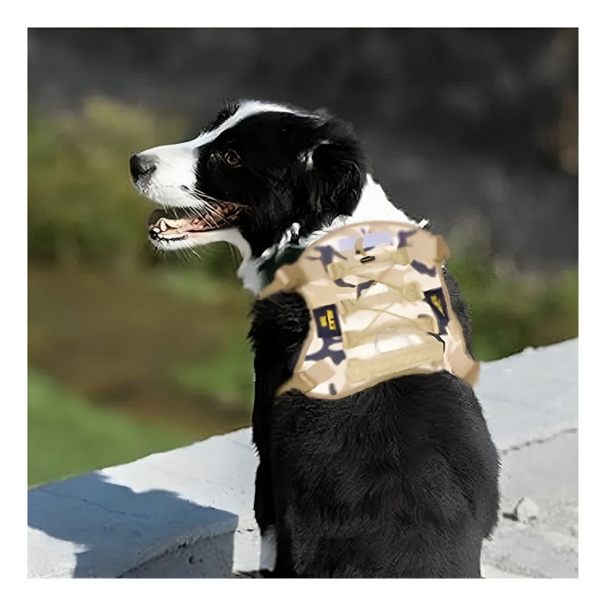 PACK2 CHALECO AJUSTABLE PARA PERRO VERDE CLARO TALLA S RESISTENTE Y+REGALO STICKER - 1