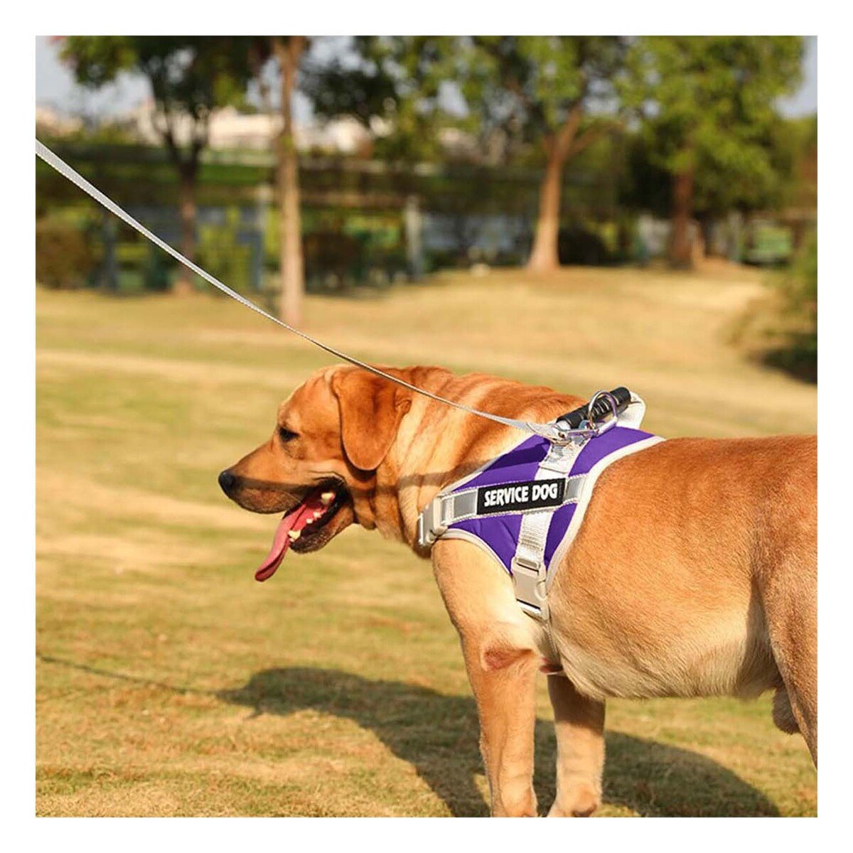 PACK2 CHALECO AJUSTABLE SERVICE DOG TALLA XL MORADO CON ASA - 3