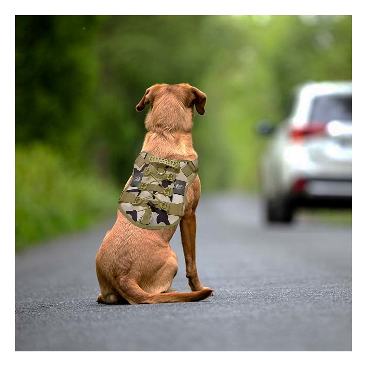 PACK2 EQUIPO RESISTENTE PARA PERRO VERDE CLARO TALLA S REFORZADO - 3