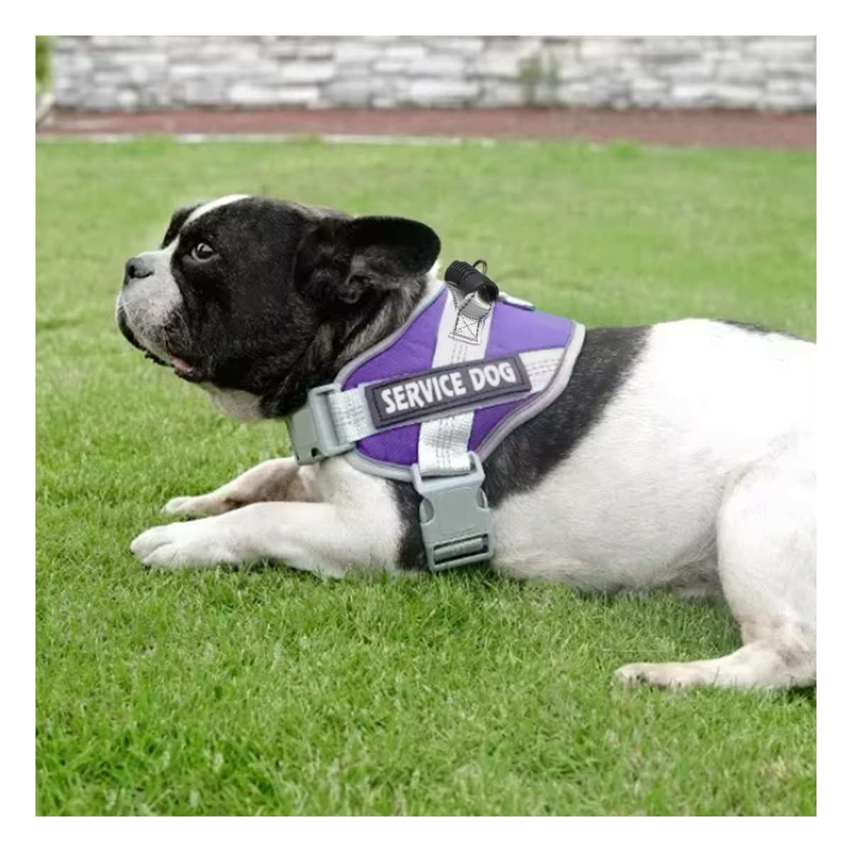 PECHERA AJUSTABLE SERVICE DOG TALLA XS MORADO CON ASA Y+LIGAS REGALO - 2