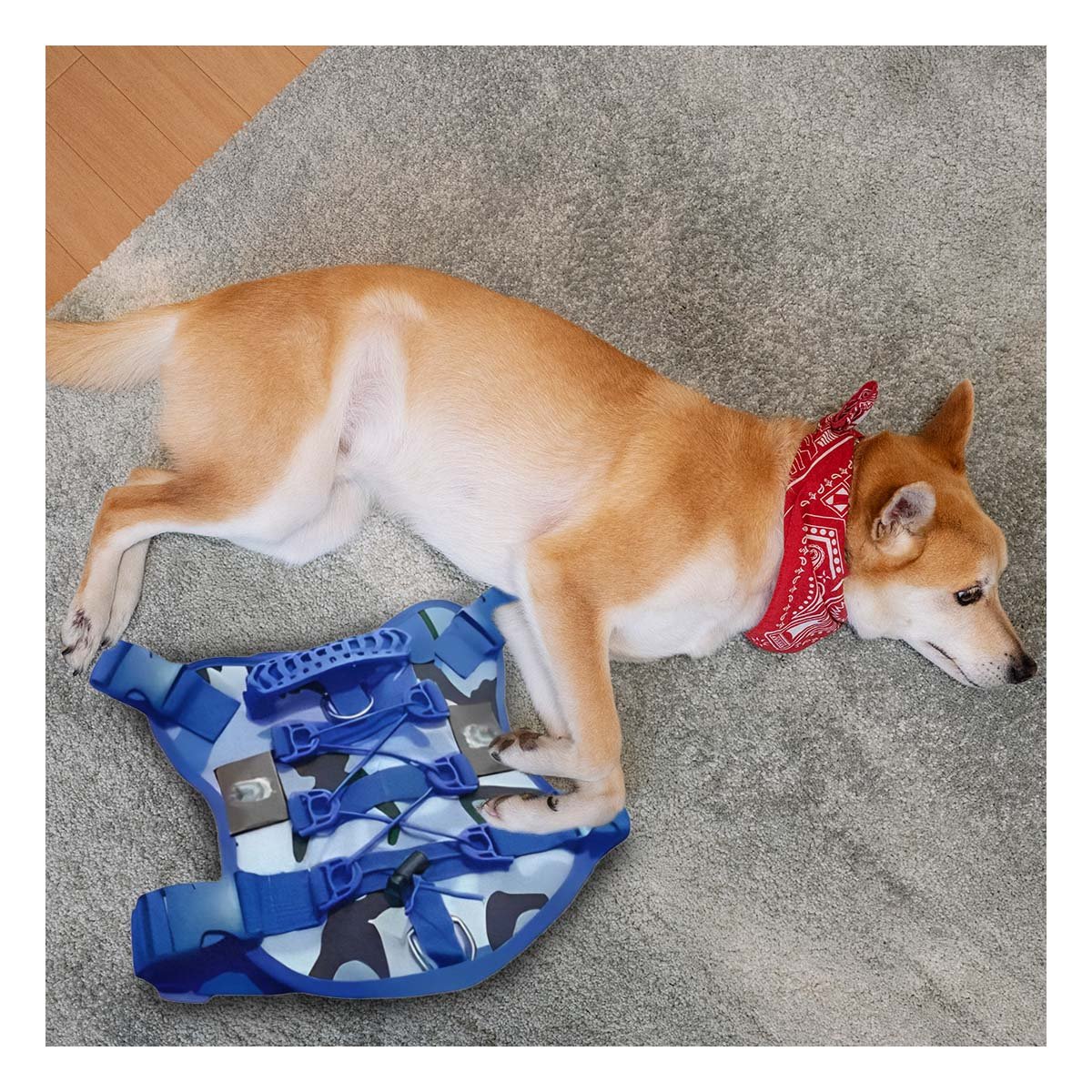 PACK4 EQUIPO AJUSTABLE PARA PERRO AZUL TALLA M ESTILO TACTICO Y+REGALO STICKER - 5