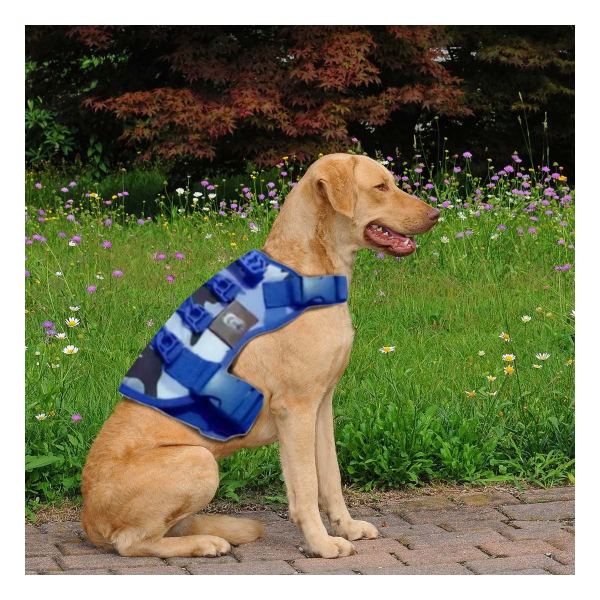 PACK6 CHALECO COMODO PARA PERRO AZUL TALLA M FORMATO TACTICO Y+PAPEL REGALO - 2
