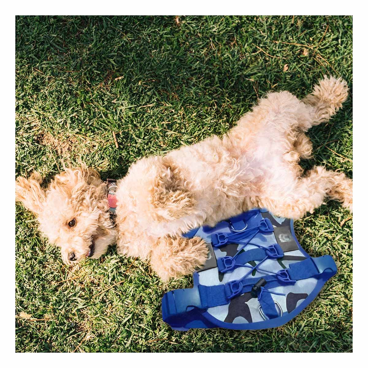 PACK6 ARNES COMODO PARA PERRO AZUL TALLA M ESTILO TACTICO Y+REGALO STICKER - 5
