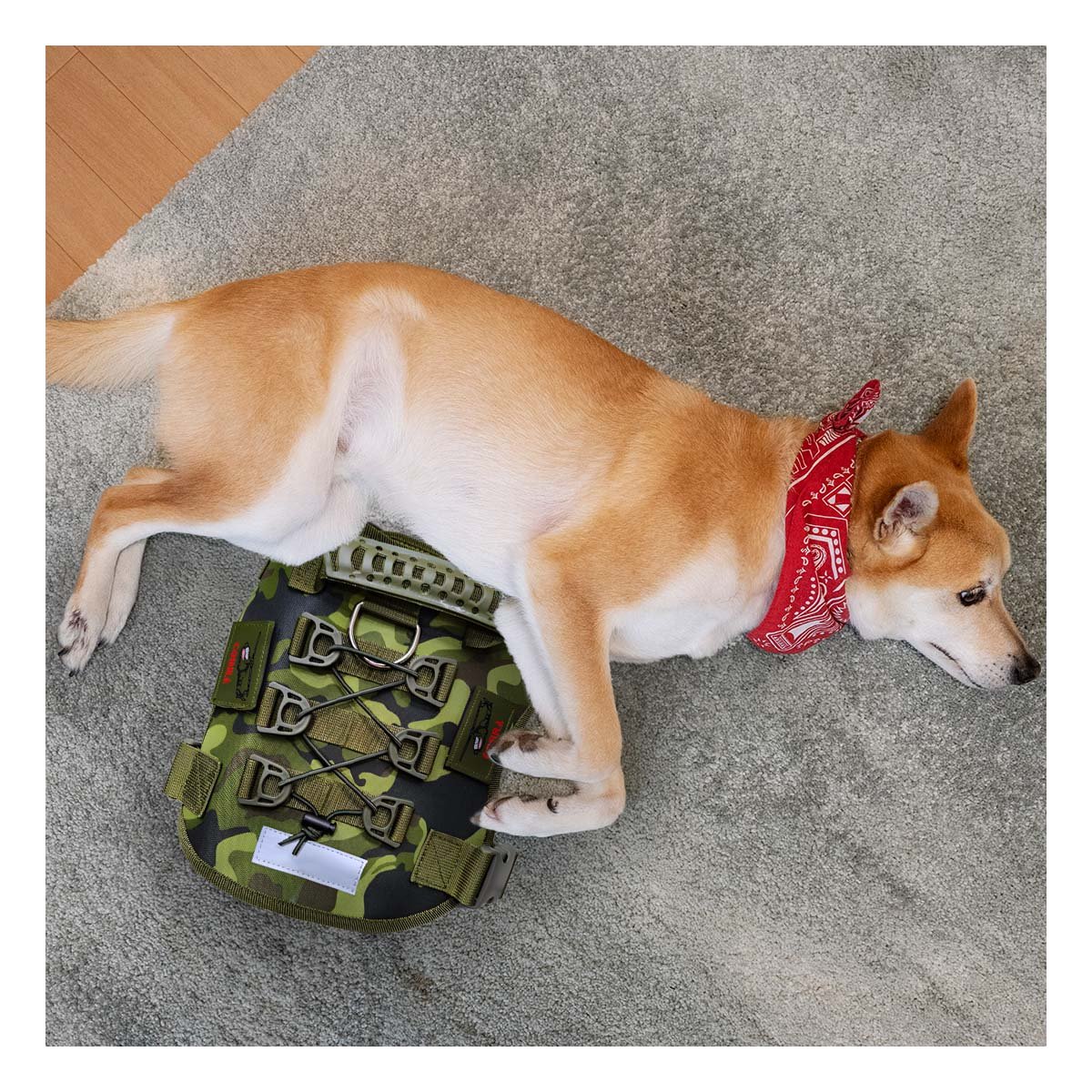 EQUIPO CANINO VERDE OSCURO TALLA M MODELO TACTICO DURABLE - 1