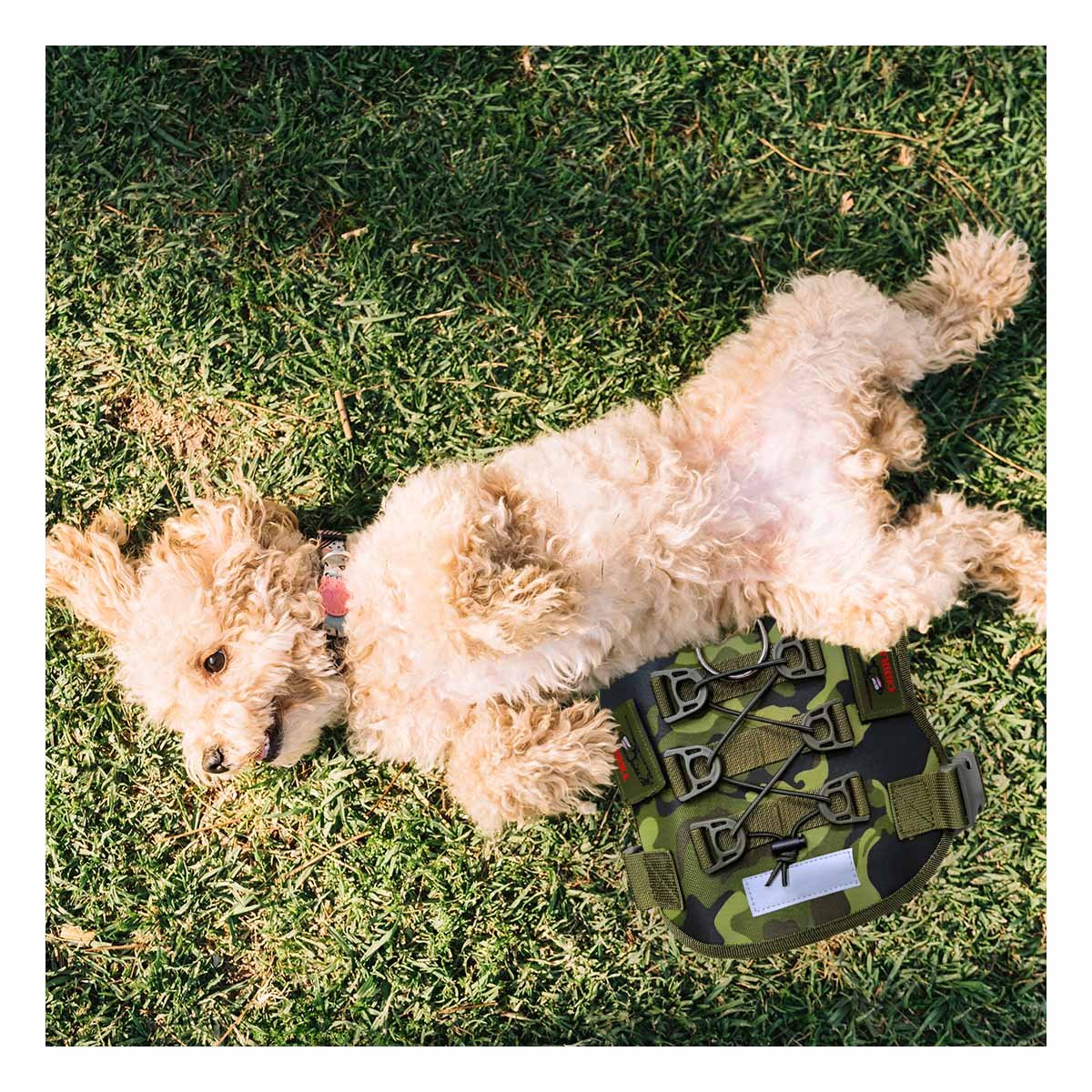EQUIPO CANINO VERDE OSCURO TALLA M MODELO TACTICO DURABLE - 2