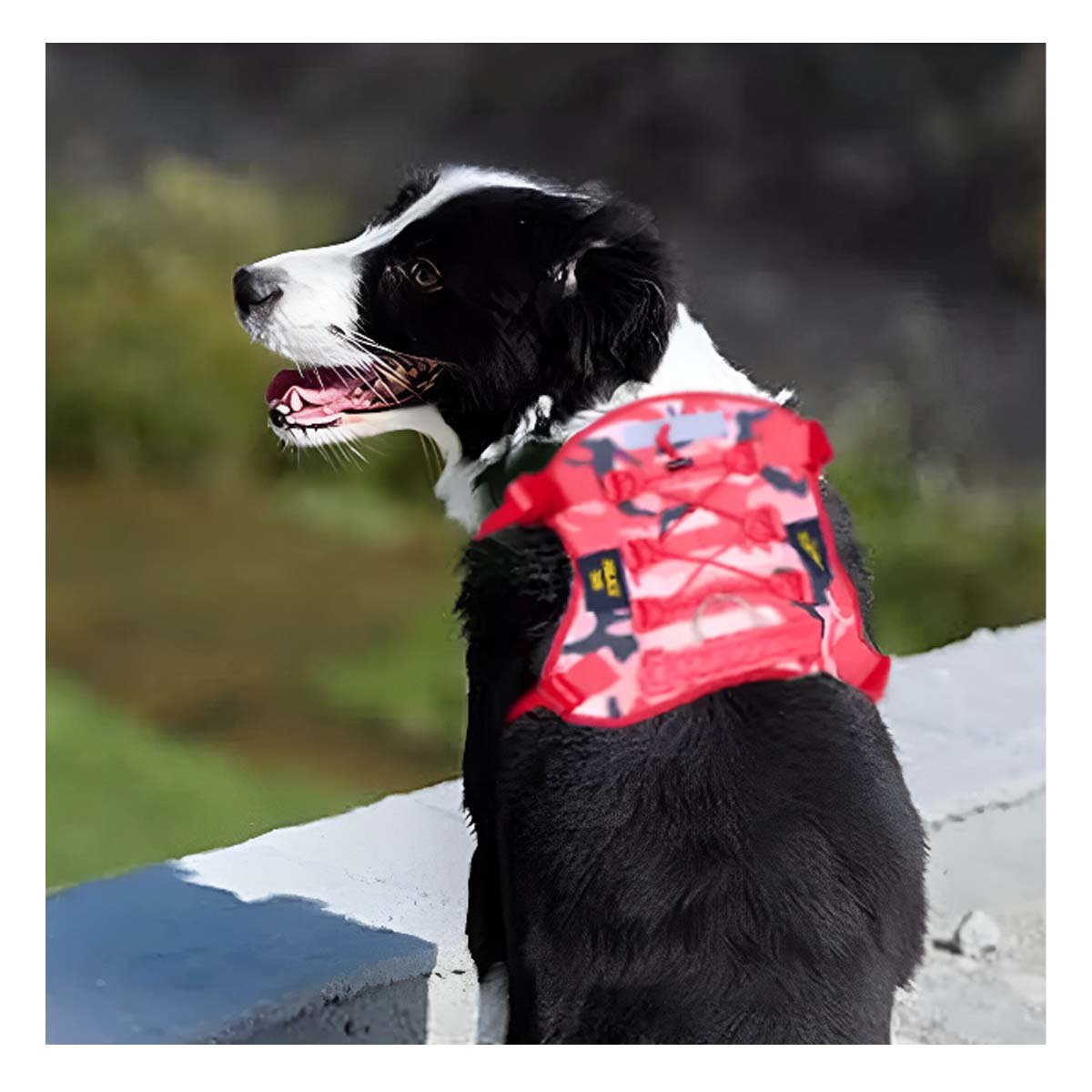 PACK2 PECHERA AJUSTABLE PARA PERRO ROJO TALLA S TACTICO Y+PAPEL REGALO - 2