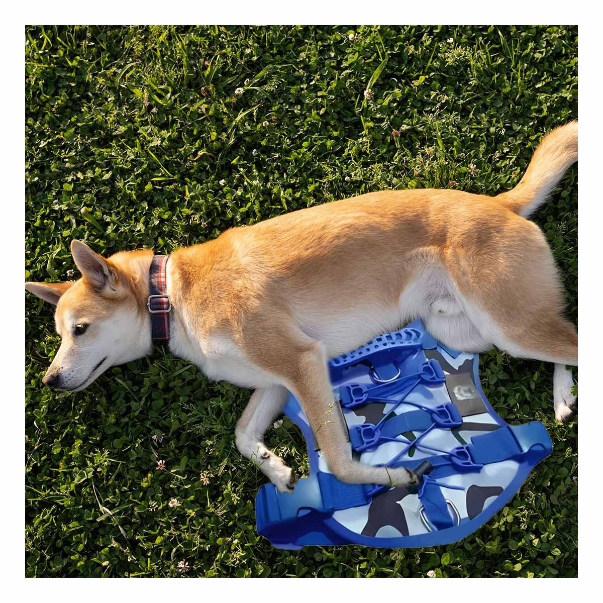 PACK2 PECHERA AJUSTABLE PARA PERRO AZUL TALLA M DISENO TACTICO Y+PAPEL REGALO - 1