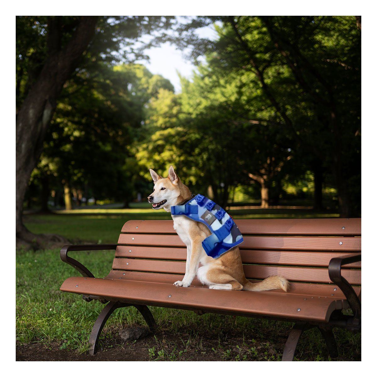 PACK2 PECHERA AJUSTABLE PARA PERRO AZUL TALLA M DISENO TACTICO Y+PAPEL REGALO - 5