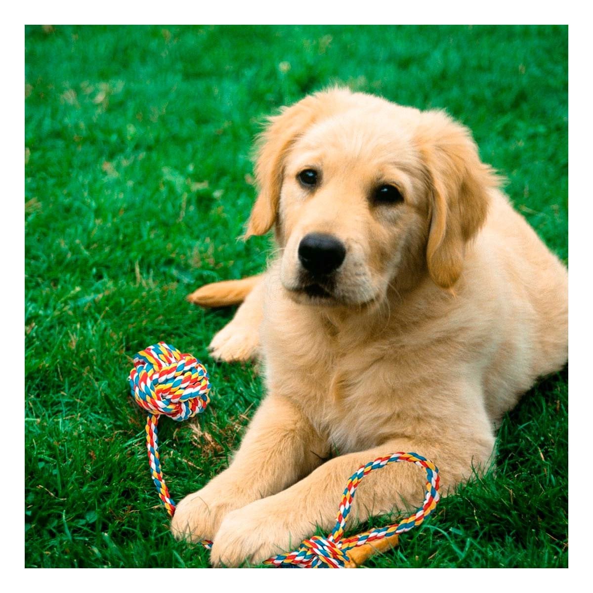 PACK12 COMPLEMENTO DE ACTIVIDAD PARA PERROS PARA EJERCICIOS DIARIOS MULTICOLOR Y+PAPEL REGALO - 5