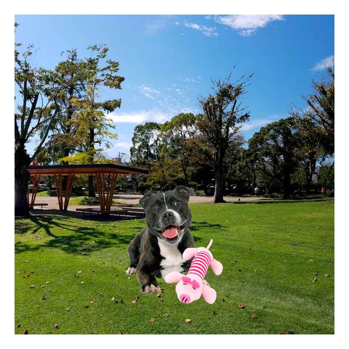 PACK12 COLEGA CHANCHO PARA MOMENTOS ALEGRES ROSADO Y FUCSIA - 3