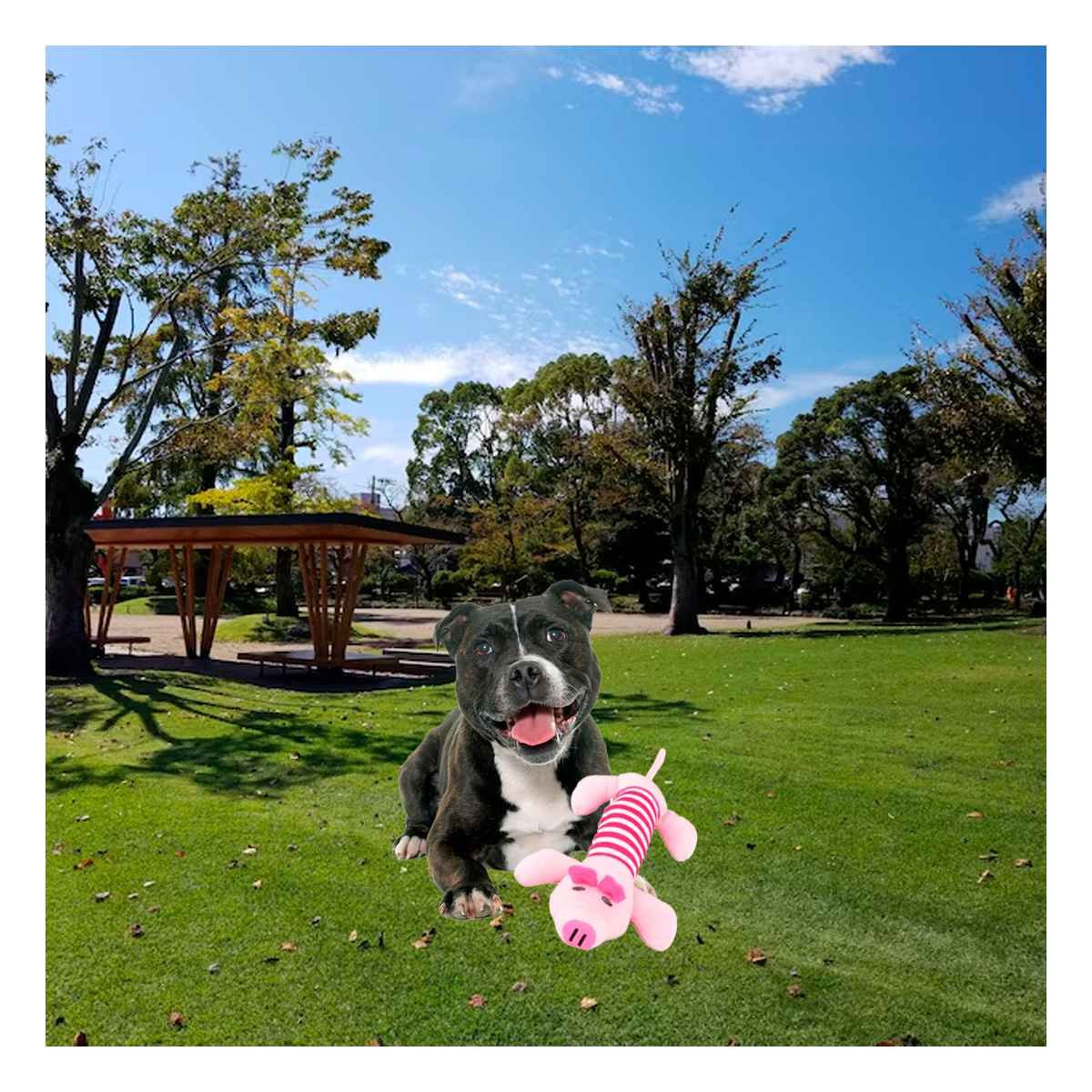 PACK2 ALIADO CHANCHO CON SONIDO CHIRRIANTE Y TELA SUAVE ROSADO Y FUCSIA Y+REGALO STICKER - 5