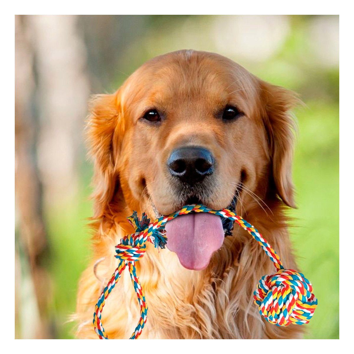 PACK2 ARTICULO DE ENTRETENIMIENTO CANINO CON PELOTA Y SOGA MULTICOLOR - 2