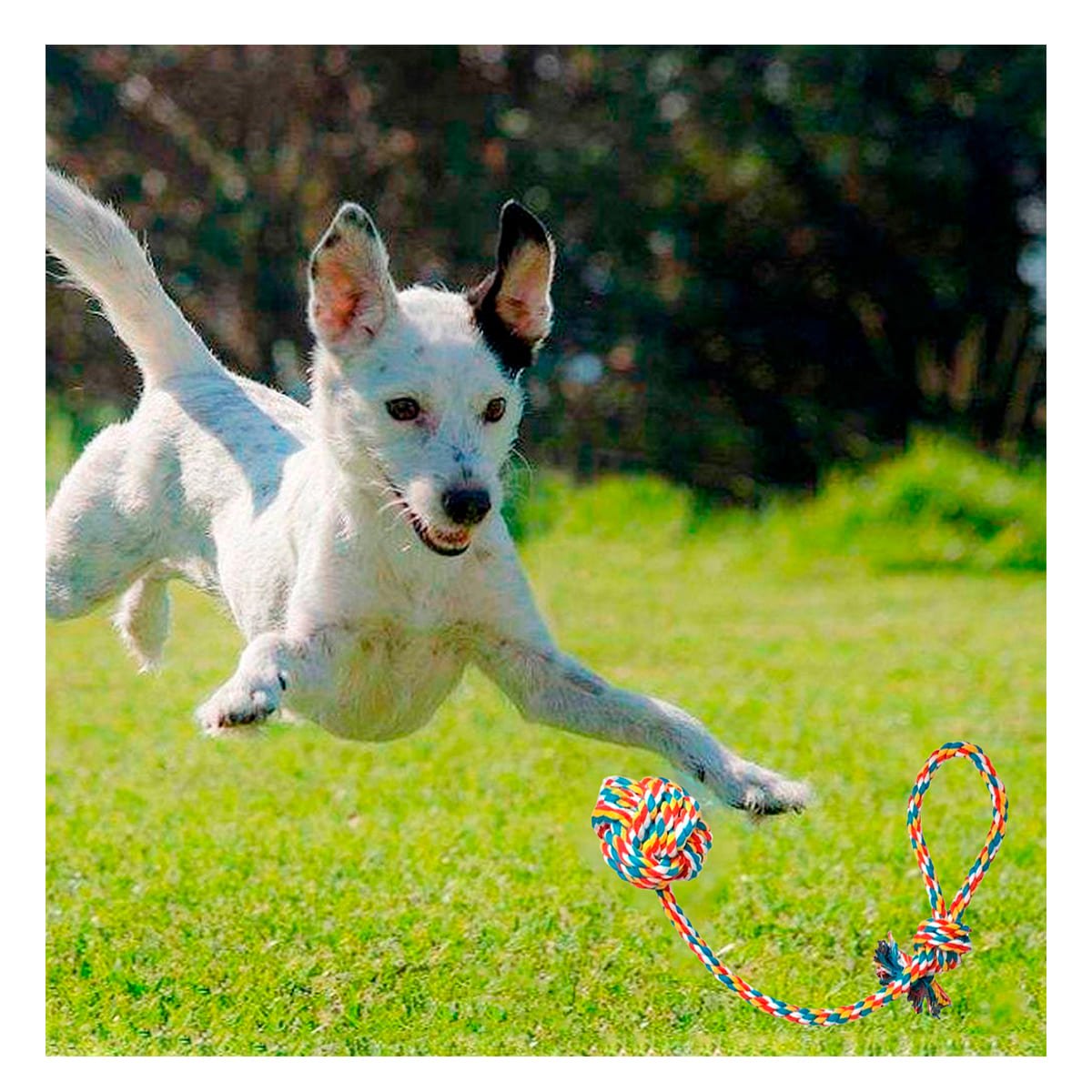 PACK2 ARTICULO DE ENTRETENIMIENTO CANINO CON PELOTA Y SOGA MULTICOLOR - 3