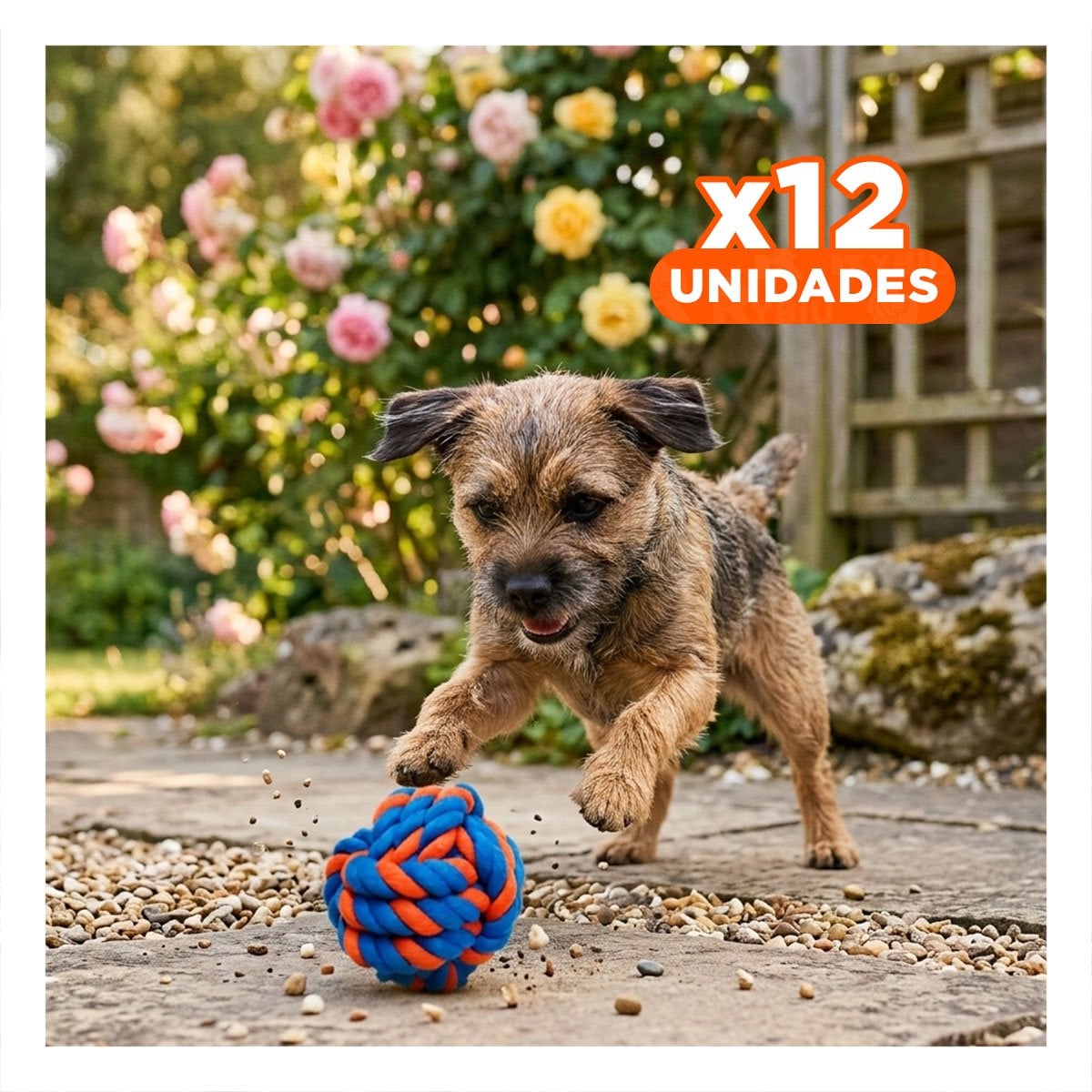 PACK12 BOLA DIVERTIDA QUE INCENTIVA ACTIVIDAD Y ALEGRIA DE PERROS AZUL NARANJA - 1